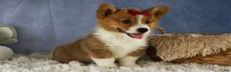 Welsh Corgi Pembroke dogs for sale: Legend  - Ad 7