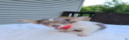 Chihuahua dogs for sale: Ali Babba (long-hair) - Ad 7