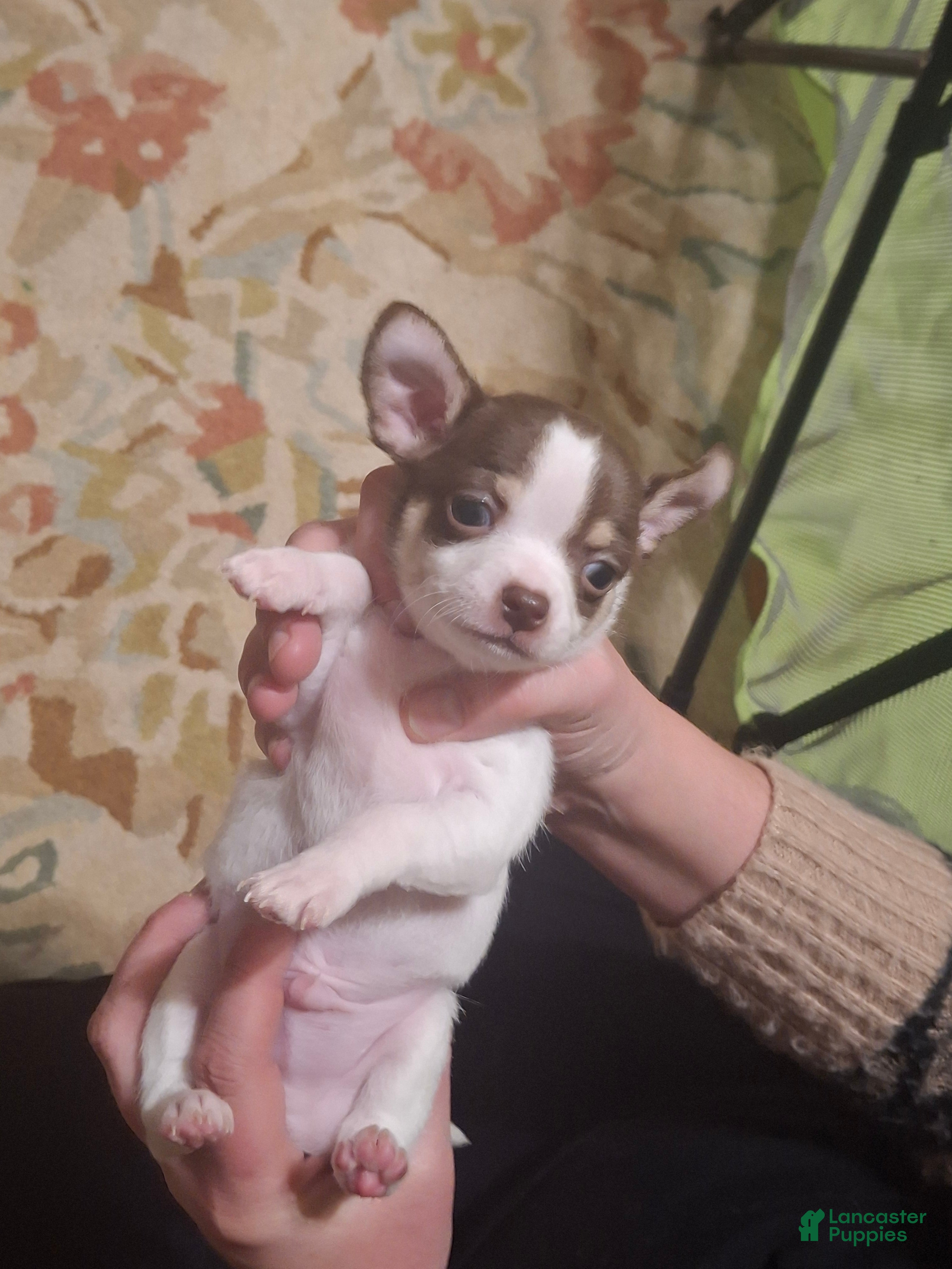 Chihuahua dogs Chihuahua Puppy 3 - Ad 9