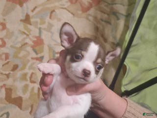 Chihuahua dogs Chihuahua Puppy 3 - Ad 6