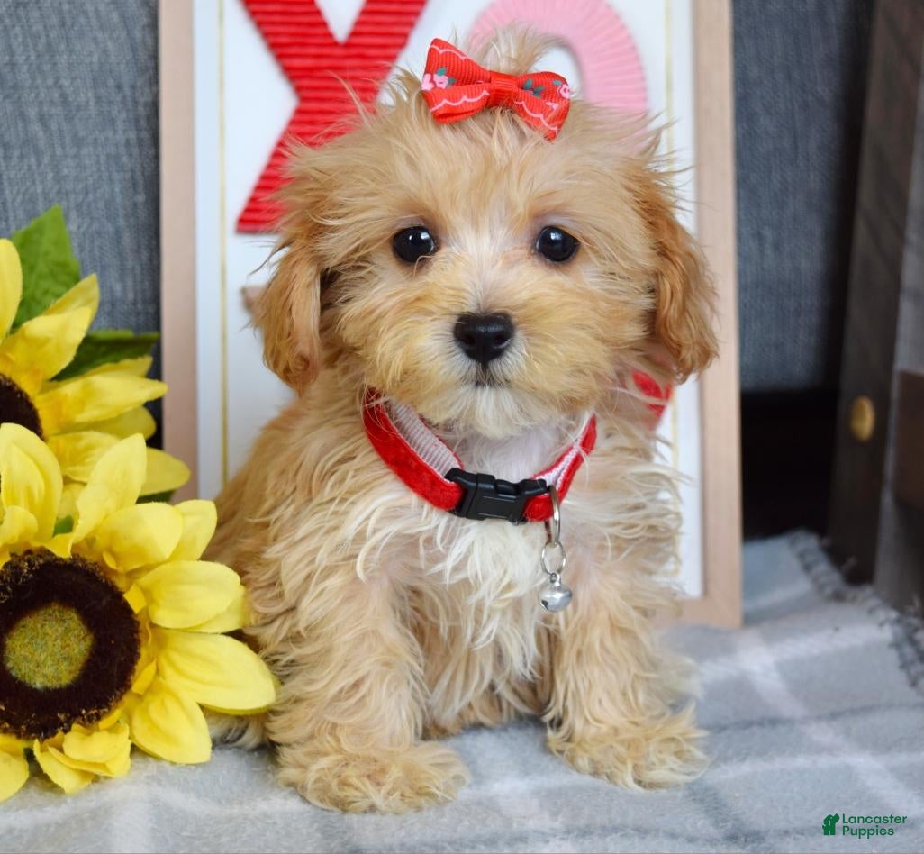Maltipoo dogs Felicity - Ad 15