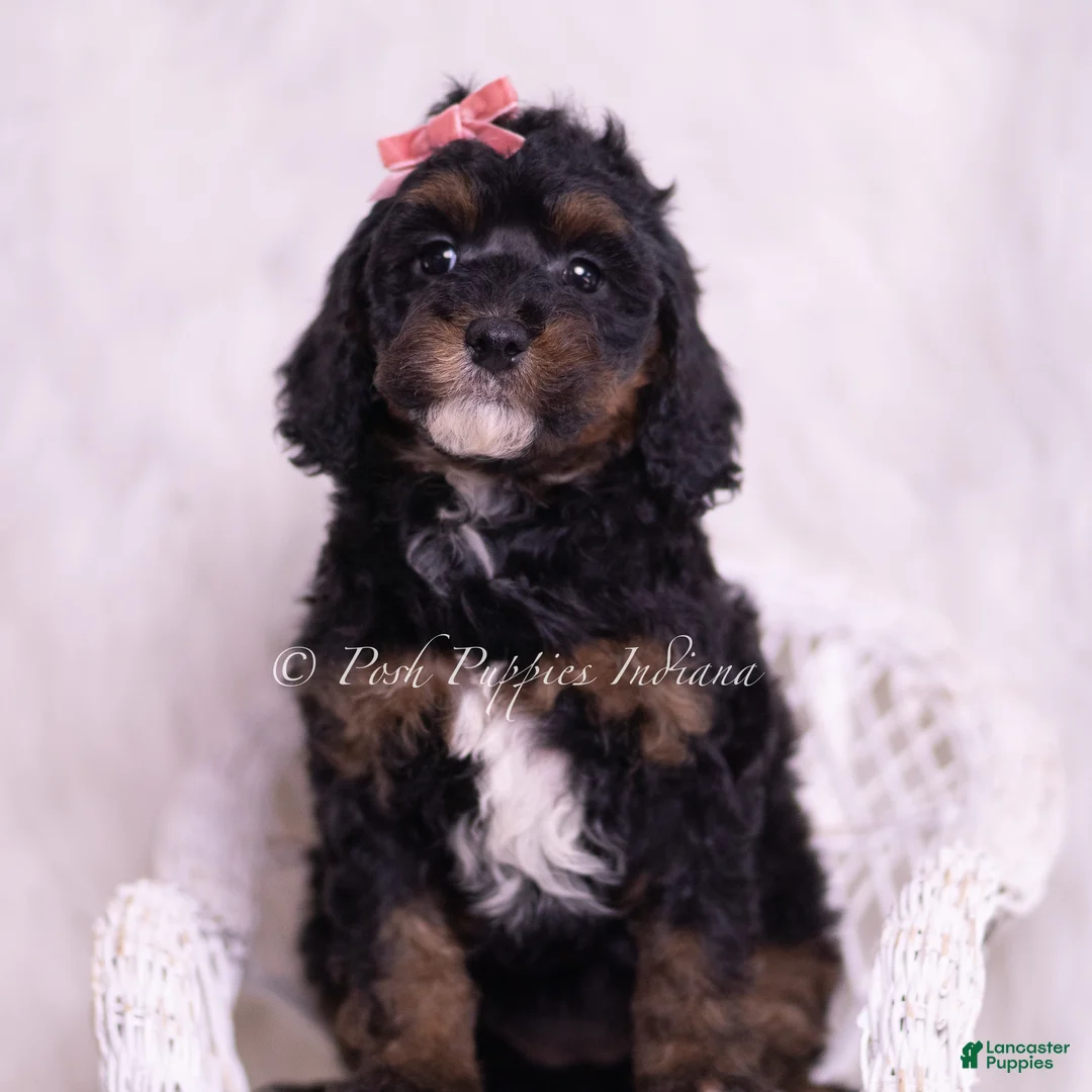 Toy Poodle dogs for sale: Sprinkles - Ad 5