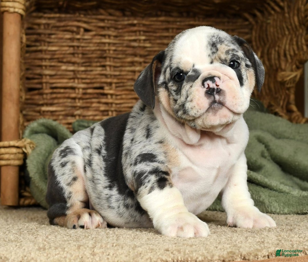 San Francisco French Bulldog For Sale Craigslist English Bulldog