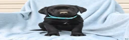 Labrador Retriever dogs for sale: Pansy - Ad 3