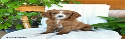 Cavapoo dogs for sale: Sawyer - Ad 1