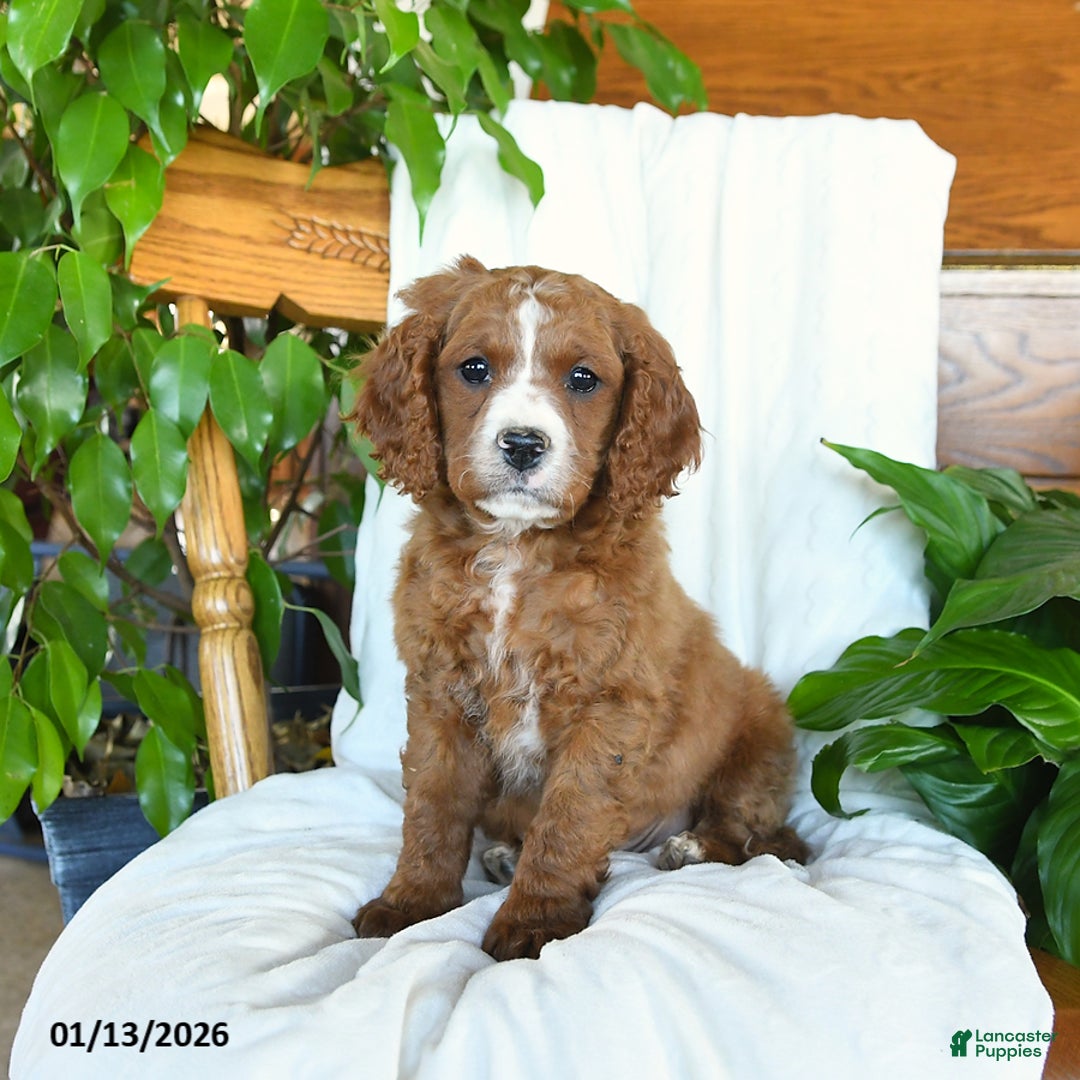 Cavapoo dogs for sale: Sawyer - Ad 1