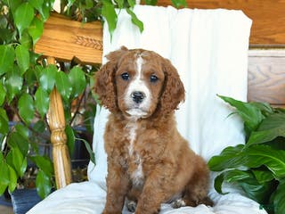 Cavapoo dogs Sawyer - Ad 33