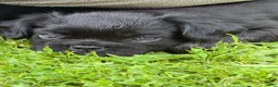 French Bulldog dogs for sale: French Bulldog Male Pup - Ad 4