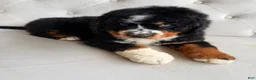 Bernedoodle dogs for sale: Banner - Ad 5