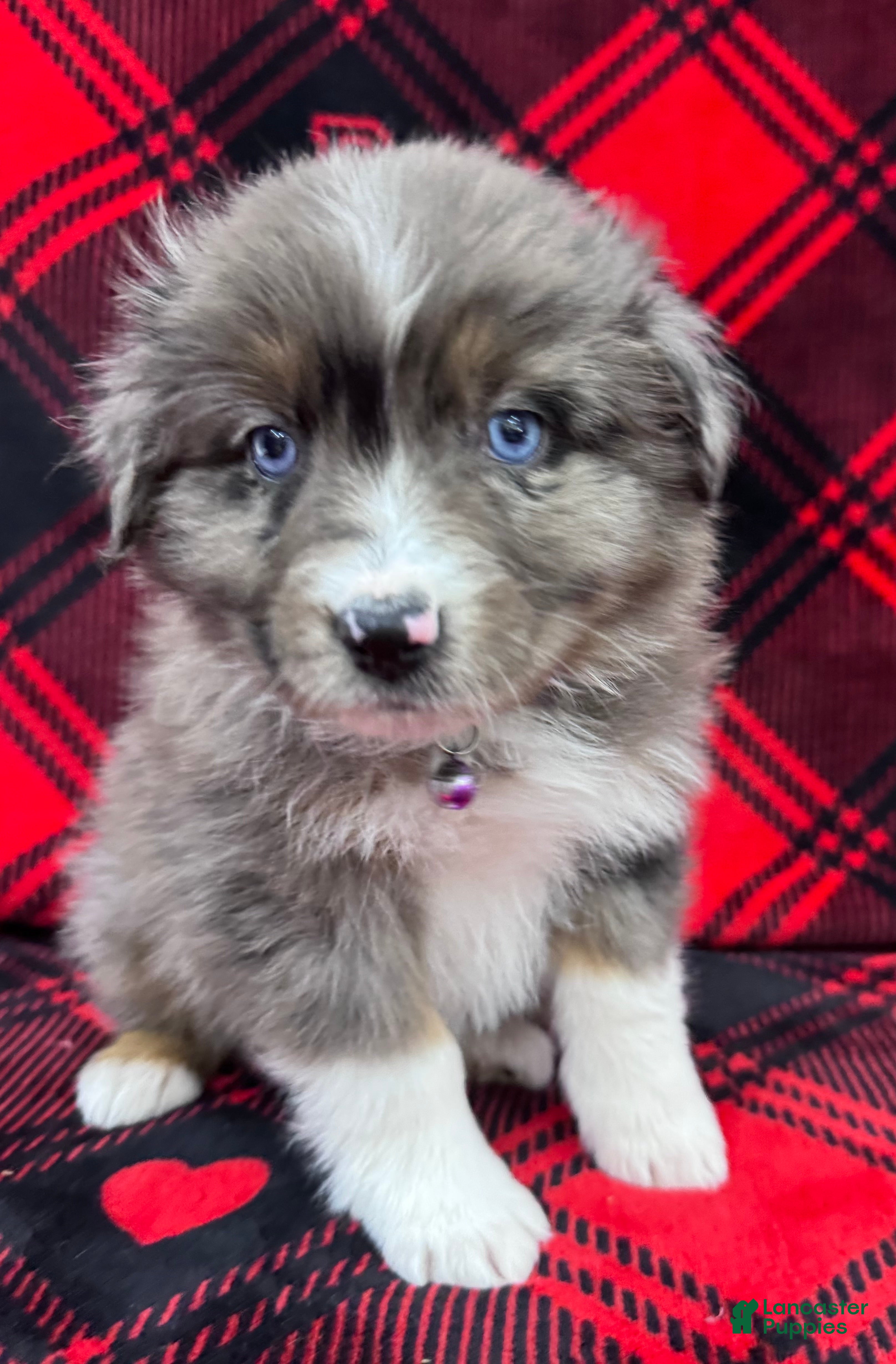 Australian Shepherd dogs Australian Shepherd Puppy - Purple Collar - Ad 2