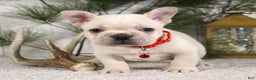 French Bulldog dogs for sale: Polar - Ad 4