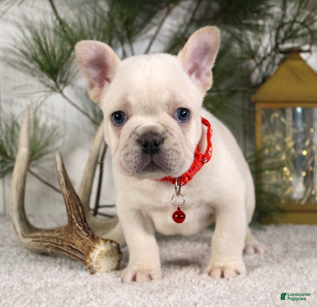 French Bulldog dogs for sale: Polar - Ad 4