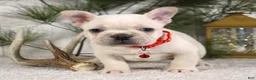 French Bulldog dogs for sale: Polar - Ad 4