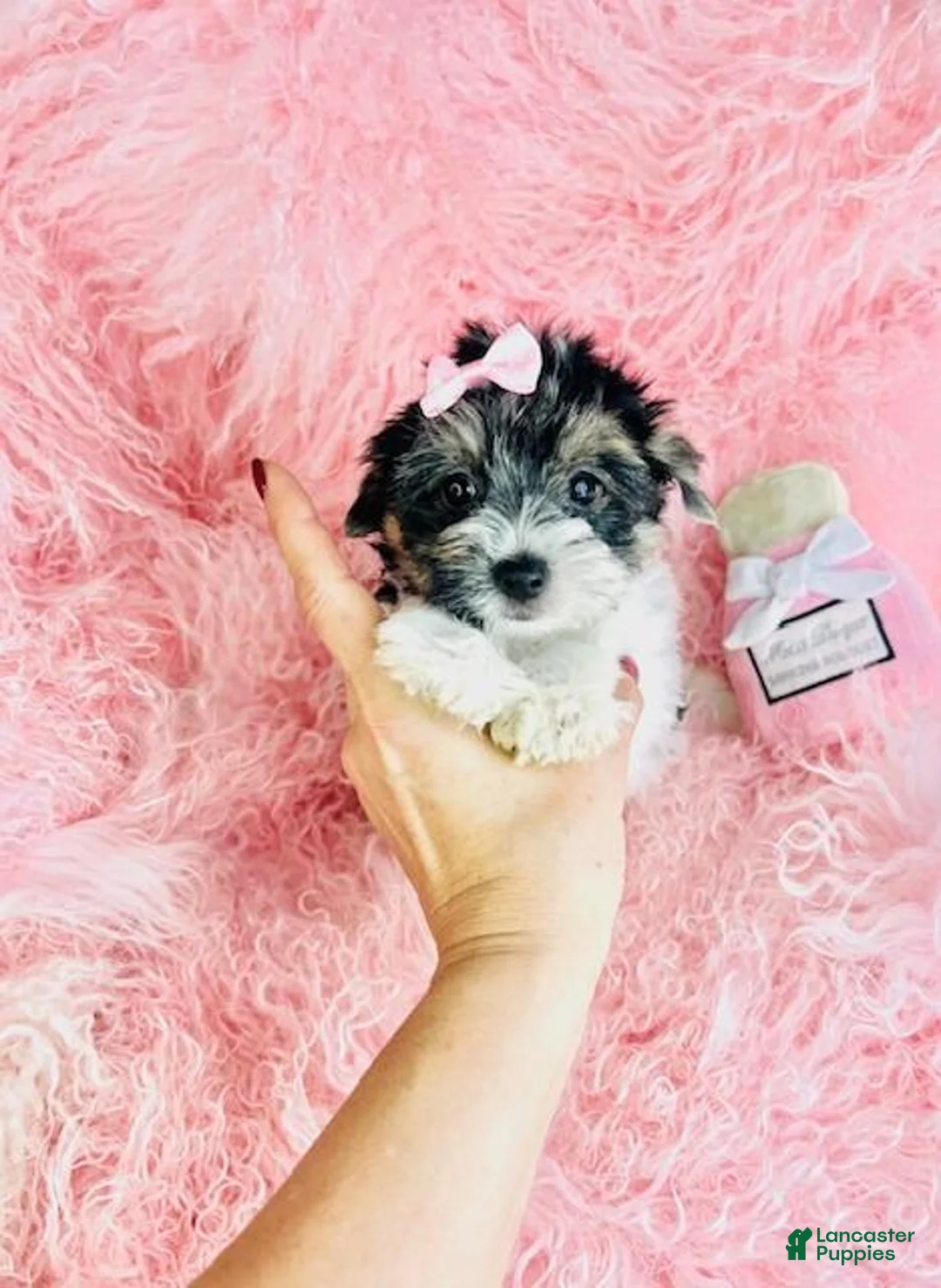 Biewer Terrier dogs for sale: Biewer Terrier Puppy 1 - Ad 4