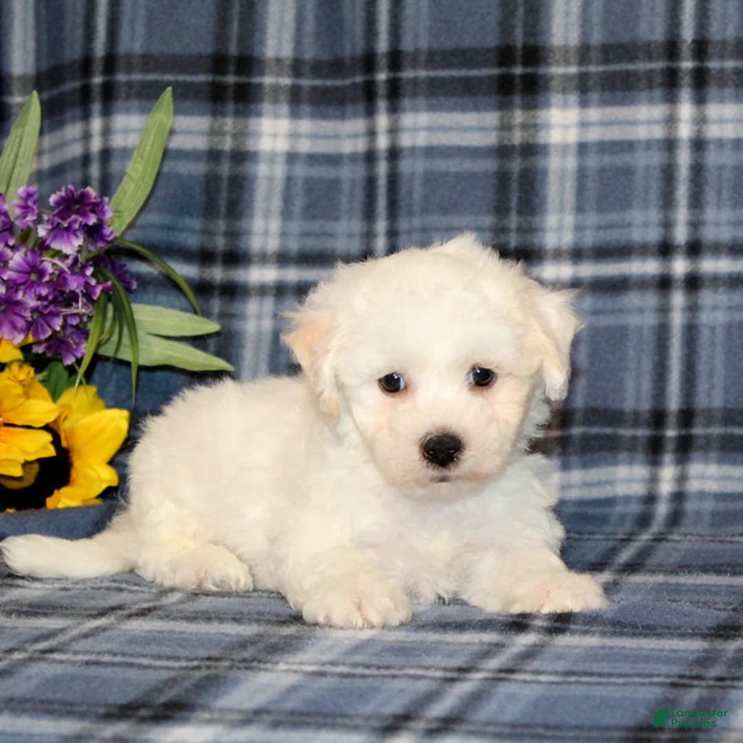 Bichon Frise dogs for sale: Fergus - Ad 2