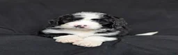 Bernedoodle dogs for sale: Cali - Ad 19