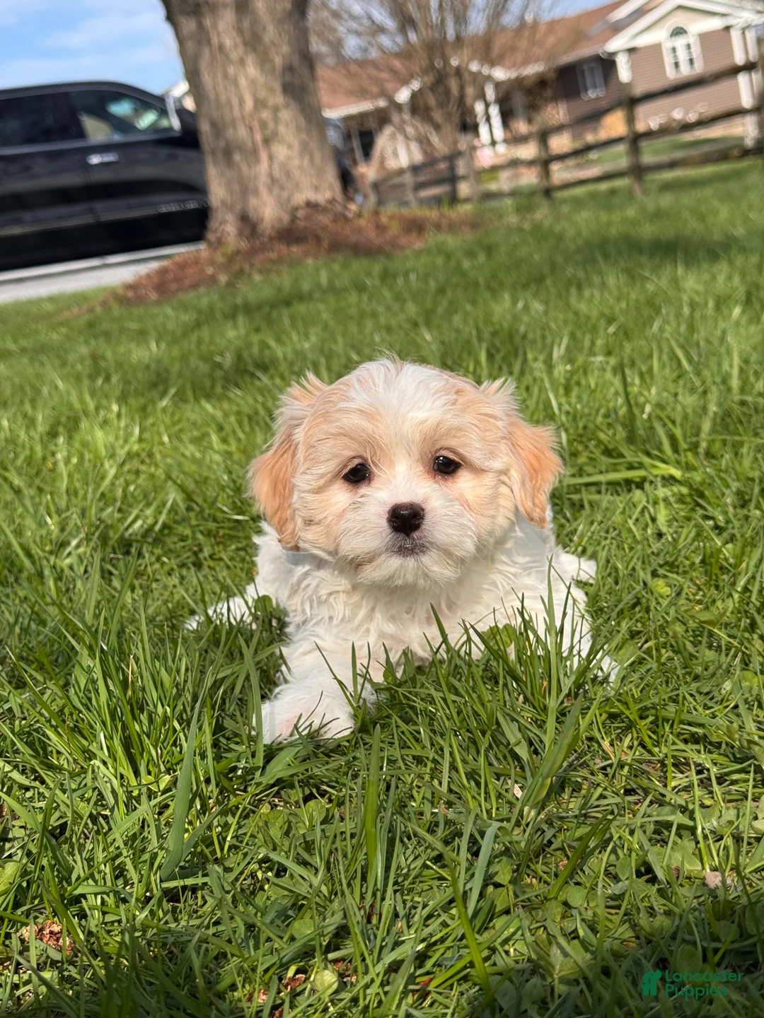 Havanese dogs for sale: Helena - Ad 5