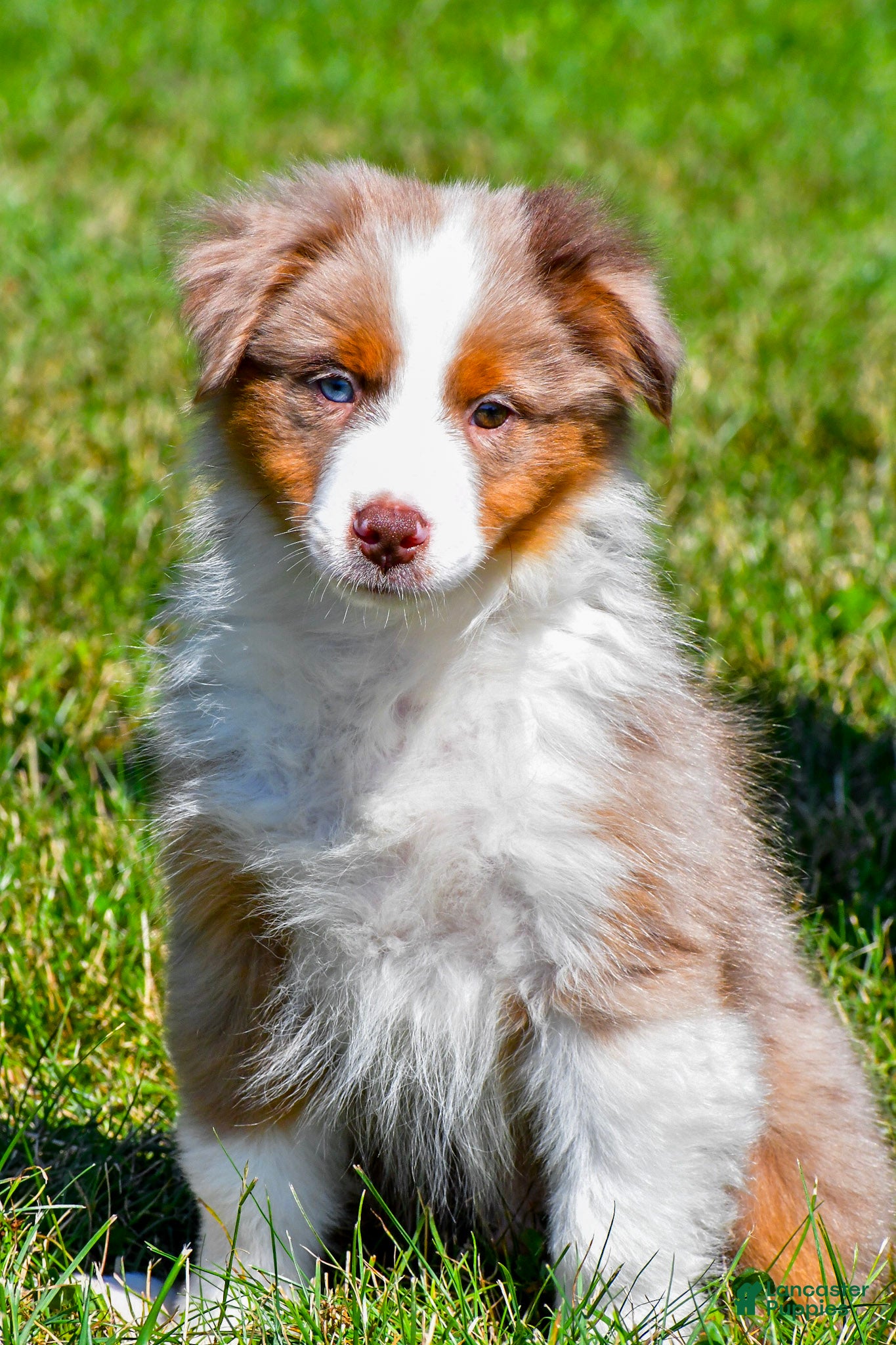 Miniature Australian Shepherd dogs Noah - Ad 1