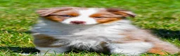 Miniature Australian Shepherd dogs for sale: Noah - Ad 1