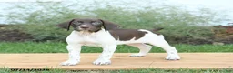 German Shorthaired Pointer dogs for sale: Candy - Ad 1