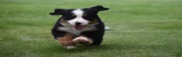 Bernese Mountain Dog dogs for sale: Bernard  - Ad 13