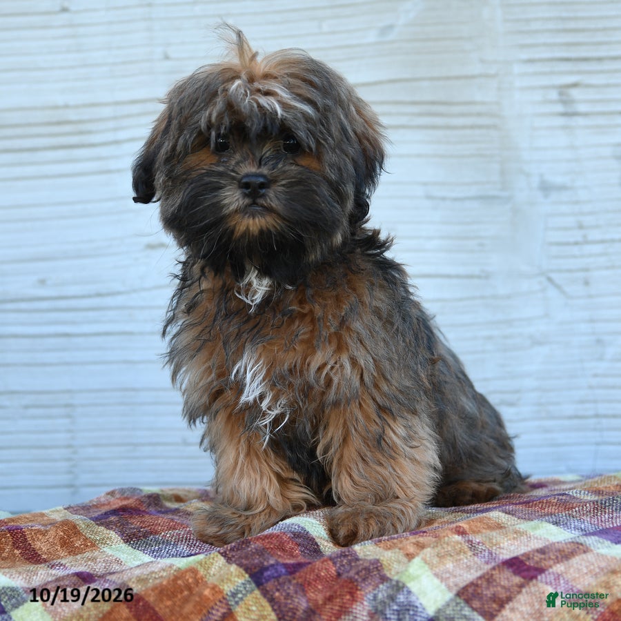 Teddy Bear dogs for sale: Mocha  - Ad 1