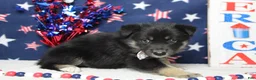 Mixed Breed dogs for sale: Bergamont  - Ad 3