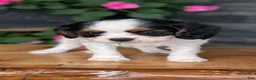Cavalier King Charles Spaniel dogs for sale: Raya - Ad 7