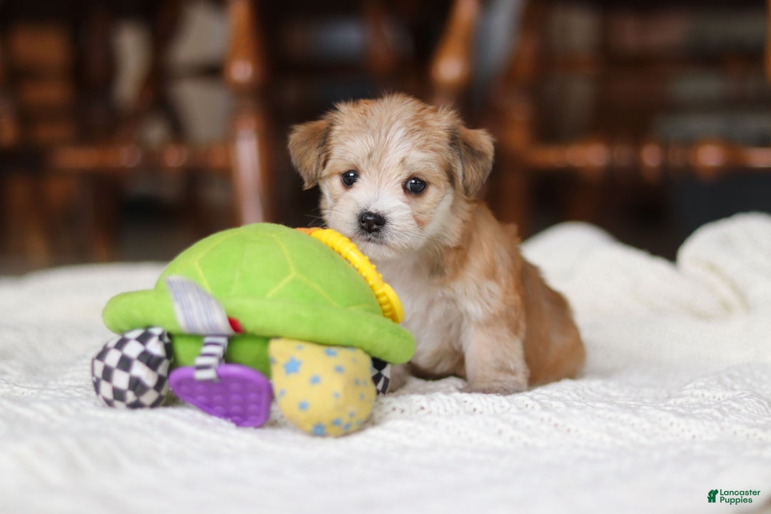Morkie dogs for sale: Emma - Ad 4