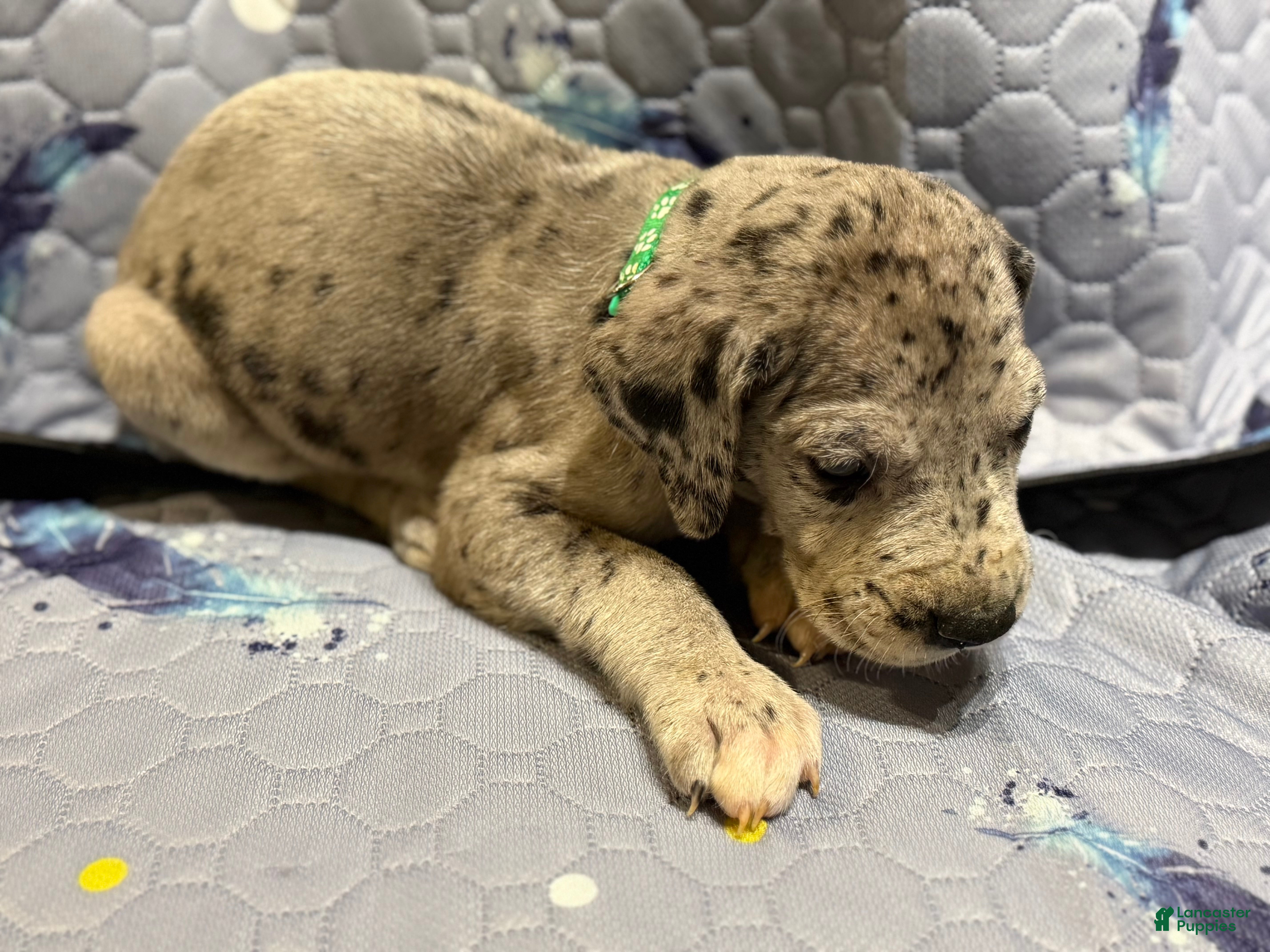 Great Dane dogs Raj  - Ad 15