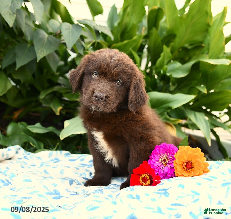Newfoundland Puppies for sale in Pennsylvania Lancaster Puppies