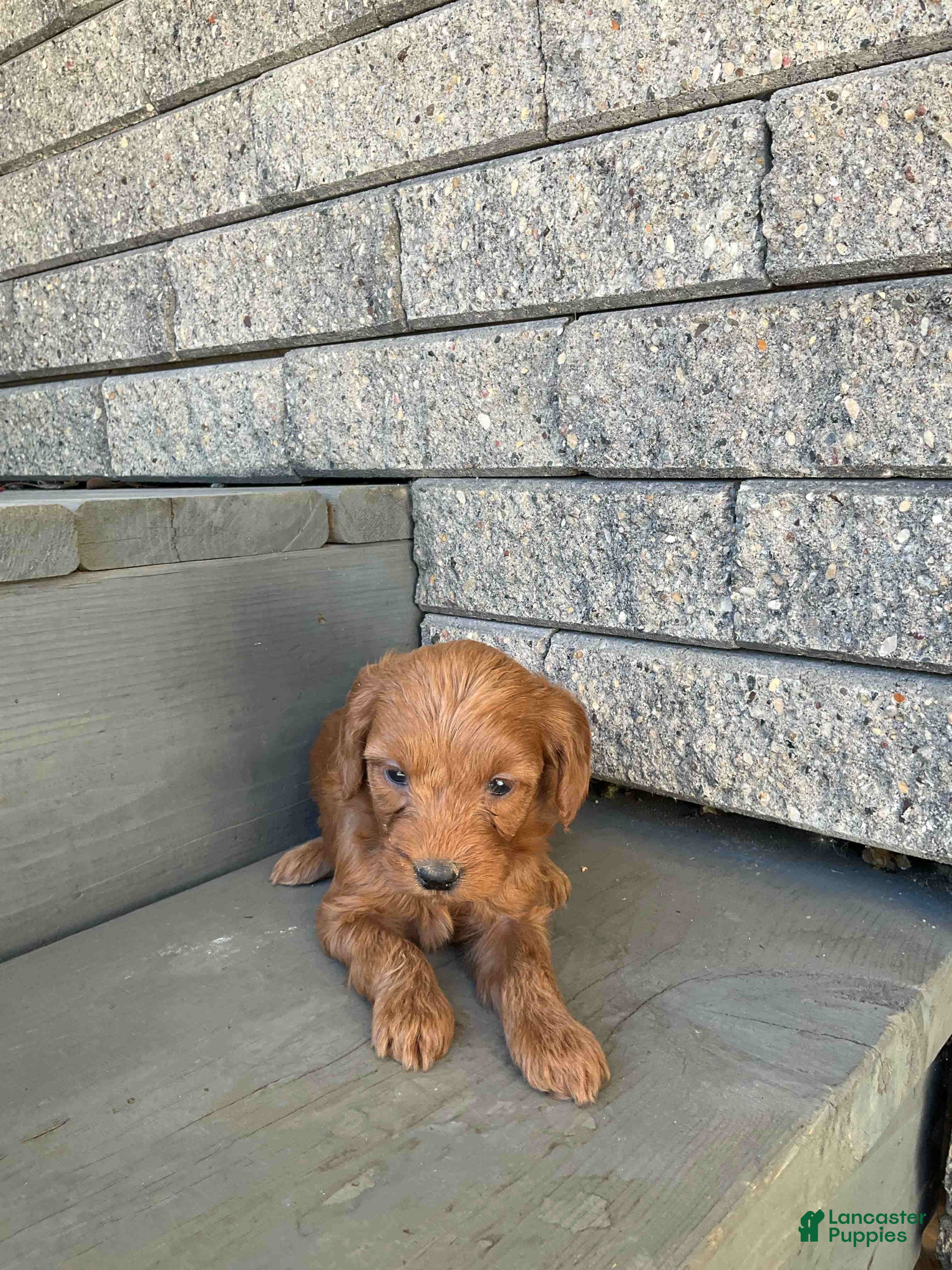 Mini Goldendoodle dogs Betsy - Ad 1