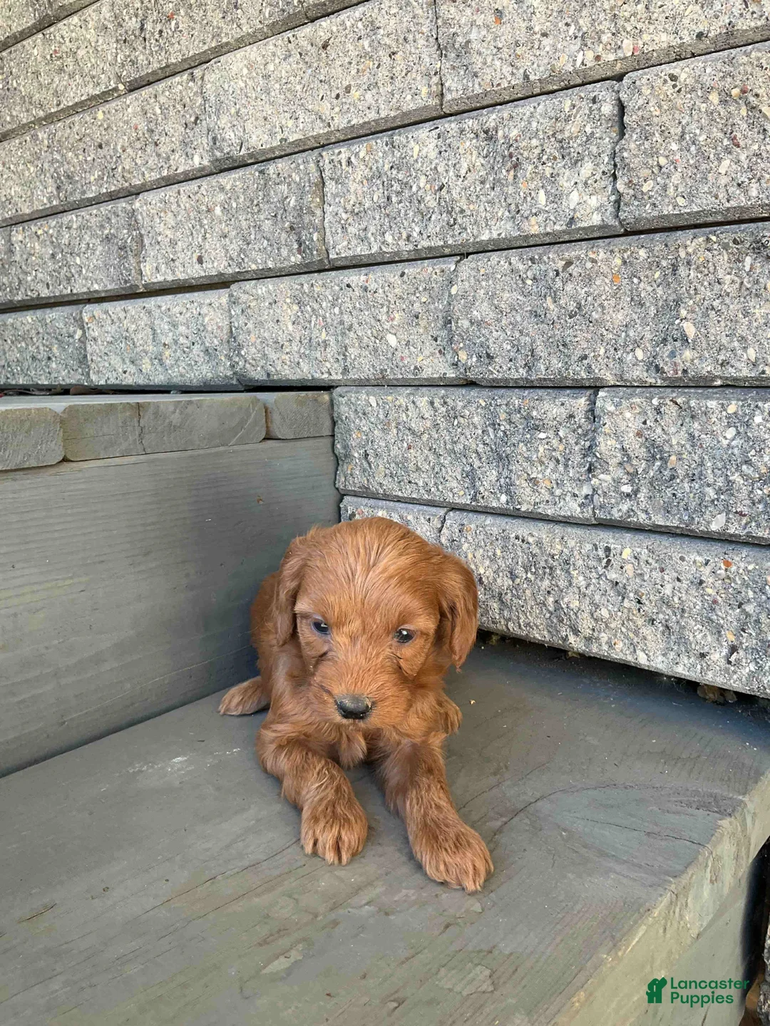 Mini Goldendoodle dogs for sale: Betsy - Ad 1