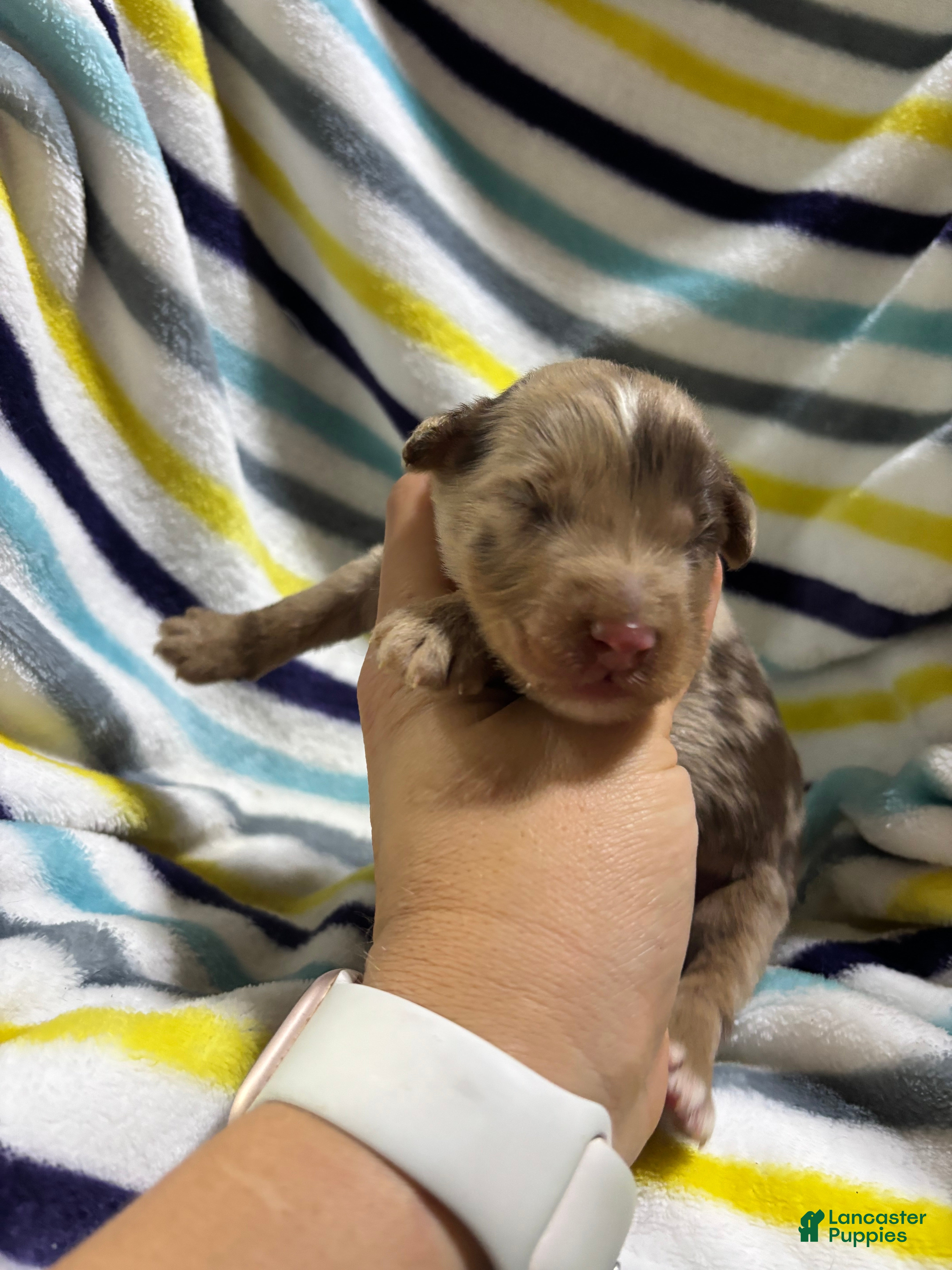 Aussiedoodle dogs Aussiedoodle 4 - Ad 1