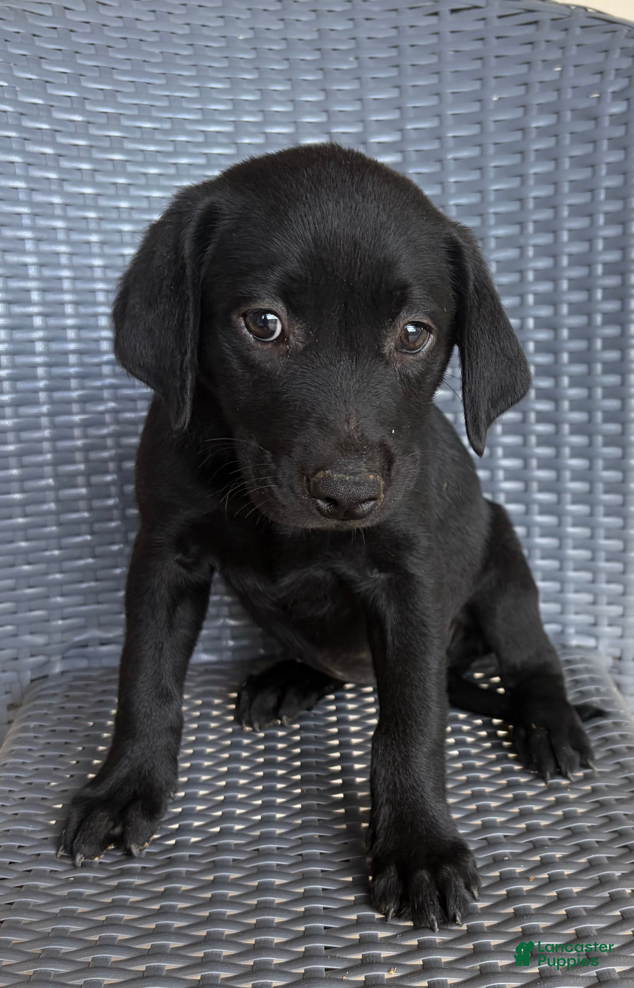 Labrador Retriever dogs Labrador Retriever 5 - Ad 8