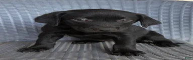 Labrador Retriever 5