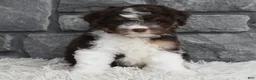 Mini Aussiedoodle dogs for sale: Cuddles  - Ad 3