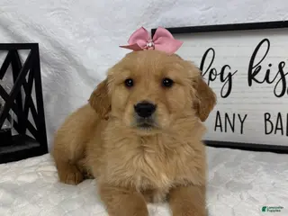 Golden Retriever dogs Goldie - Ad 9