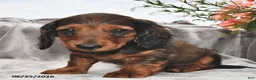 Miniature Dachshund dogs for sale: Archie - Ad 4