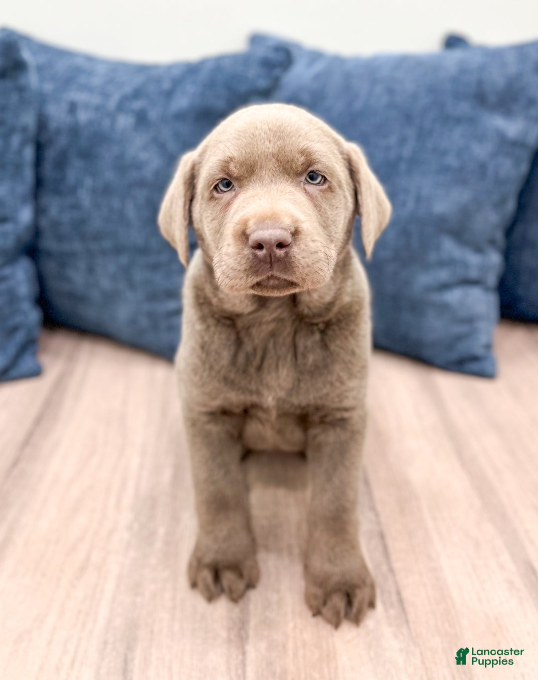 Labrador Retriever dogs for sale: Misty - Ad 2