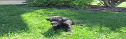 Labrador Retriever dogs for sale: Labrador Retriever Puppy 4 - Ad 7