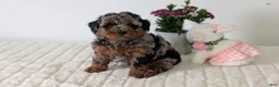 Toy Poodle dogs for sale: Zion - Ad 5