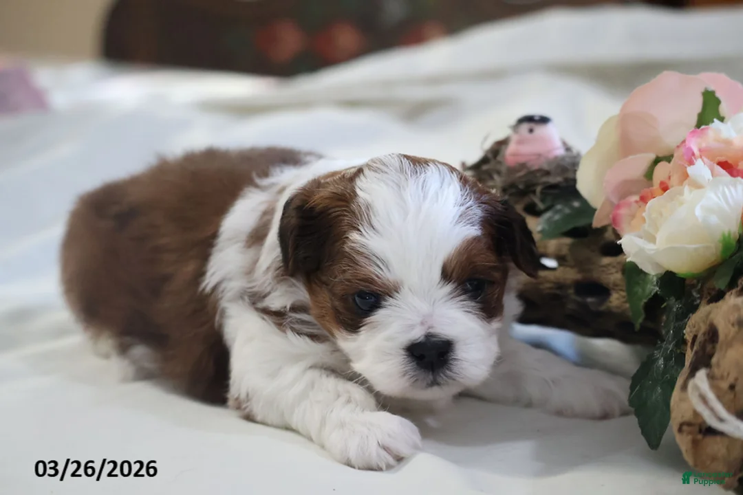 Mixed Breed dogs for sale: Reba - Ad 1