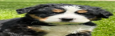 Ms Teal Bernese Mountain Dog Puppy 9