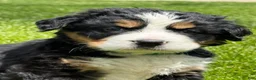 Bernese Mountain Dog dogs for sale: Ms Teal Bernese Mountain Dog Puppy 9 - Ad 1