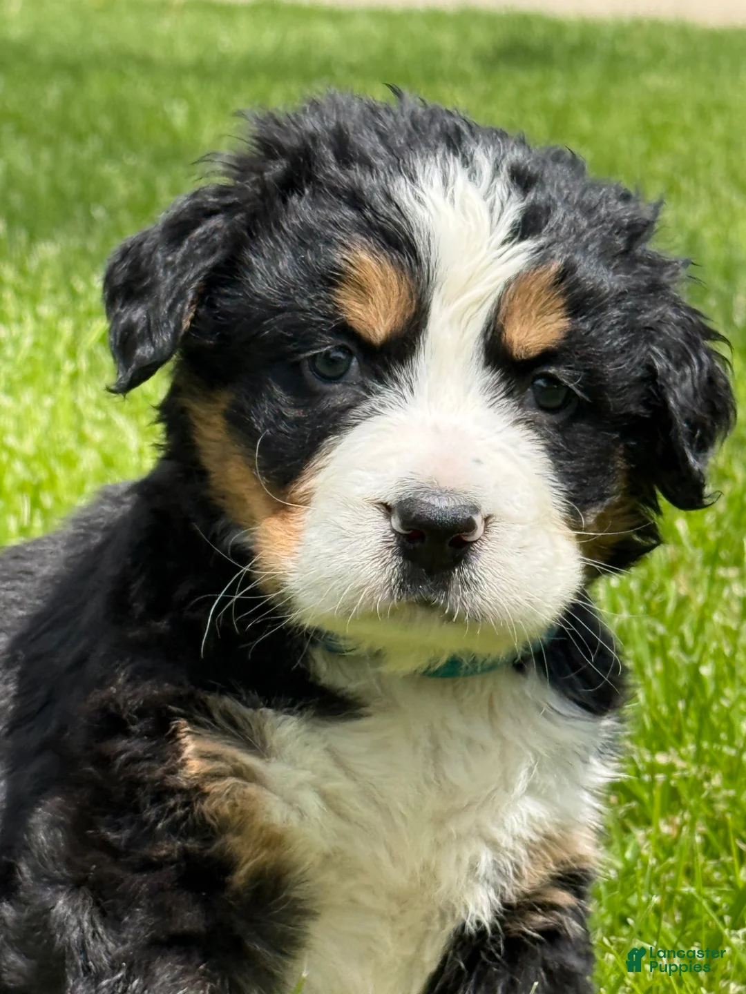 Bernese Mountain Dog dogs for sale: Ms Teal Bernese Mountain Dog Puppy 9 - Ad 1