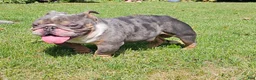 English Bulldog dogs for stud: Kobe Stud service - Ad 1
