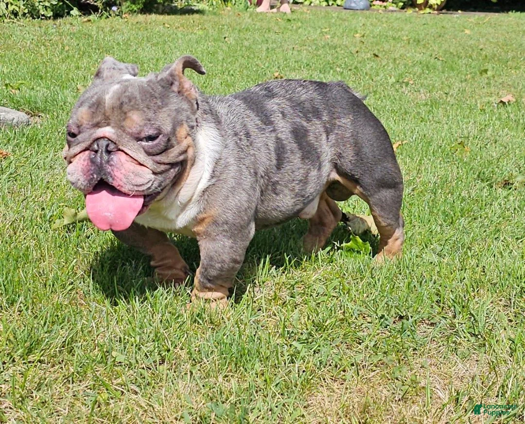 English Bulldog dogs for stud: Kobe Stud service - Ad 1