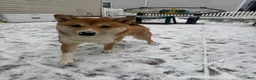 Shiba Inu dogs for sale: Shiba Inu Puppy 1 - Ad 3