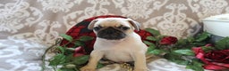 Pug dogs for sale: Casey - Ad 10